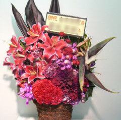 オガースタの花　発色　2010-10-28