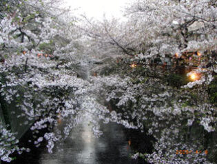 中目黒の桜　2009-04-13