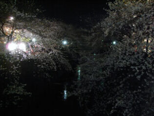 中目黒桜開花情報2011　2011-04-07