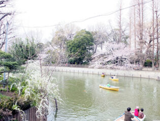 2012年4月7日　中目黒目黒川　桜開花情報