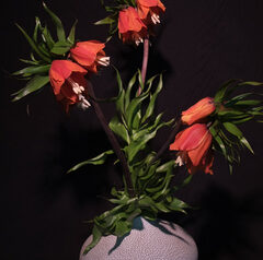 フリチラリア（Fritillaria）