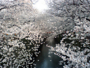 2012年4月10日　中目黒目黒川　桜開花情報