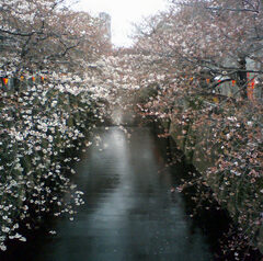 2012年4月3日　中目黒目黒川　桜開花情報