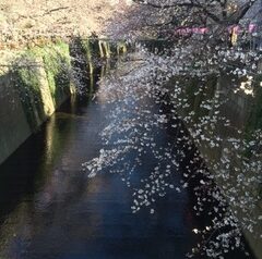 2015年3月27日　目黒川　中目黒の桜開花状況　花屋の予想