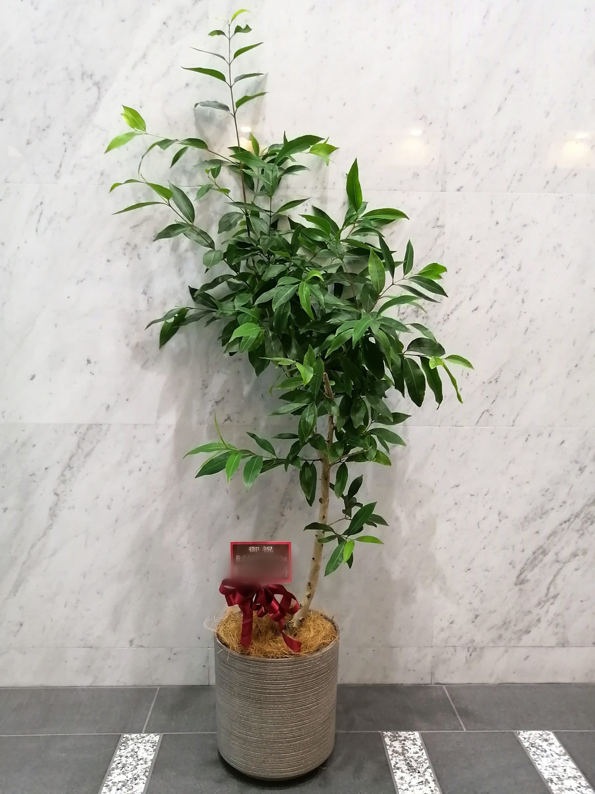 おすすめのオフィス向けの観葉植物
