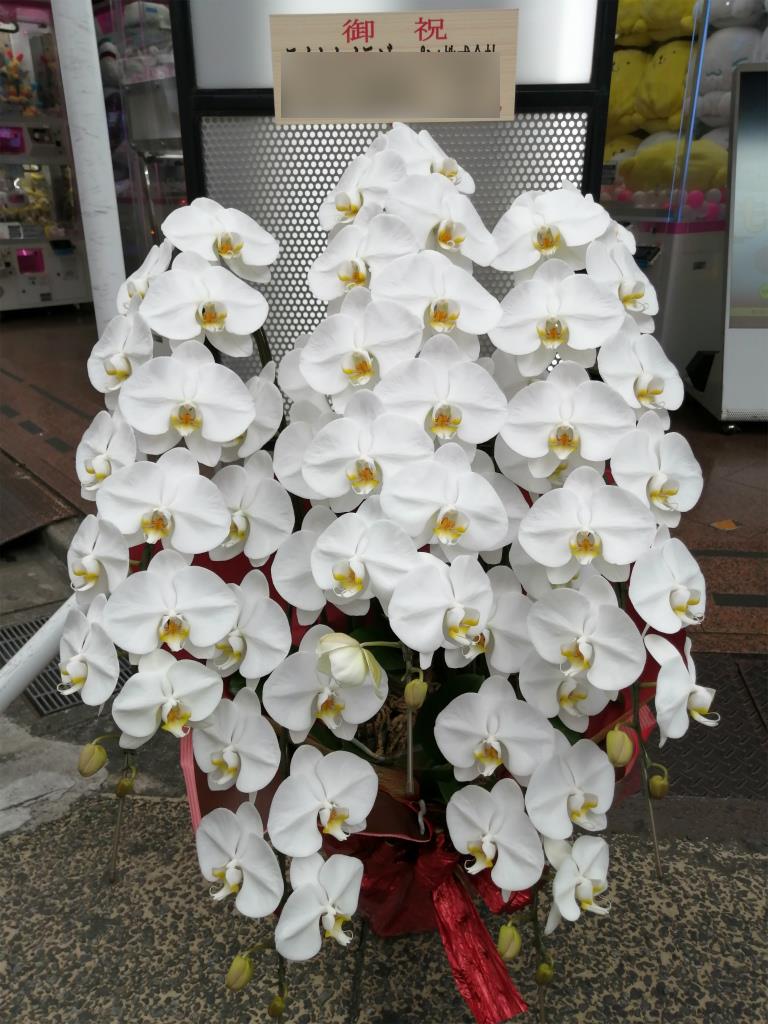 就任御祝や開店御祝の花は胡蝶蘭がやはり定番です