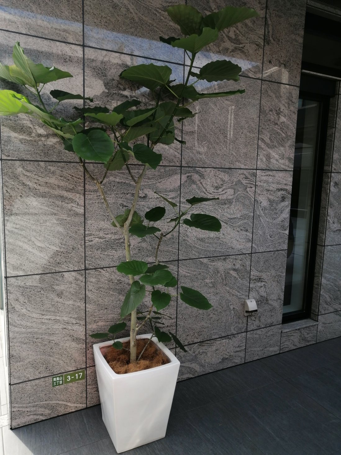 自社ビル完成御祝いの観葉植物（ウンベラータ）世田谷区