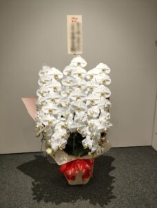 東京ミッドタウン八重洲 八重洲セントラルタワーにお届けした移転御祝いの胡蝶蘭
