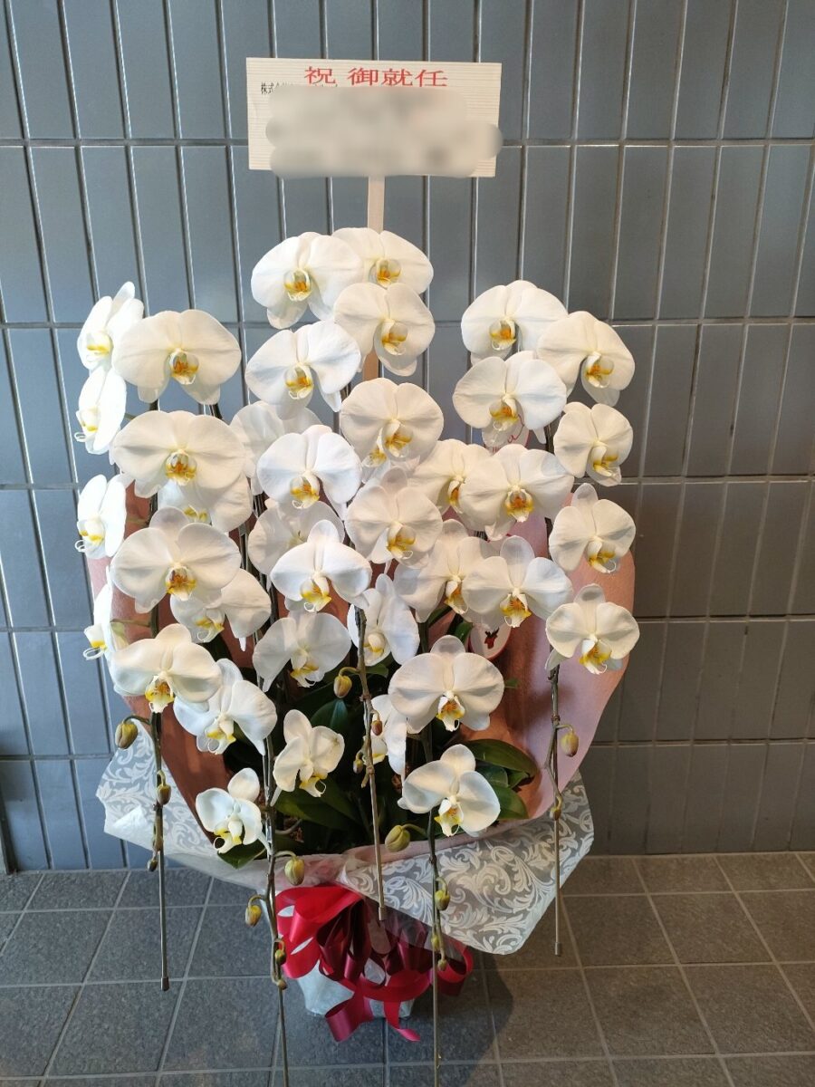 5本立ち胡蝶蘭　品川区