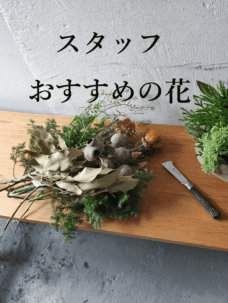 花屋が選ぶ”間違いない贈り花” -季節のおすすめをお届けします-(個人のお客様向け)